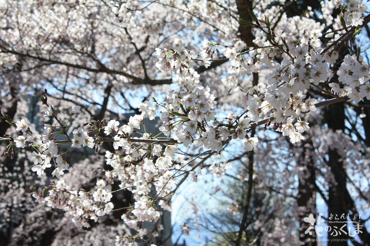 よらんしょ 花のふくしま 福島市の花見頃 グルメ レジャー お土産情報ならおまかせ 信夫山公園 児童遊園